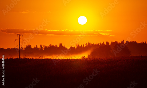 Morning Glory: Majestic Summer Fields Bathed in Sunrise Light in Northern Europe