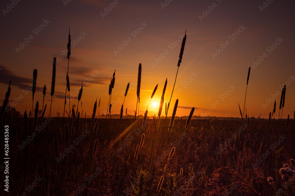 Golden Euphoria: Majestic Summer Meadow Awash in Sunrise Glory in Northern Europe