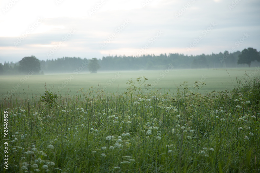 Summer's Symphony: Blossoming Meadow Serenade in the Morning Light in Northern Europe