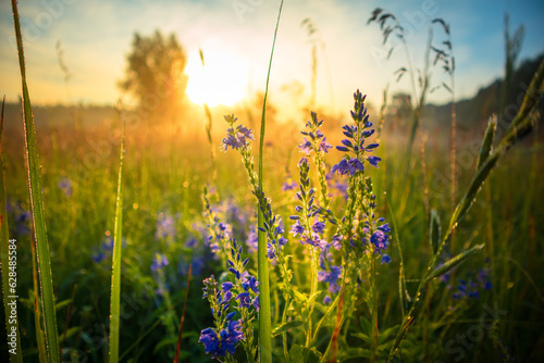 Summer's Symphony: Blossoming Meadow Serenade in the Morning Light in Northern Europe