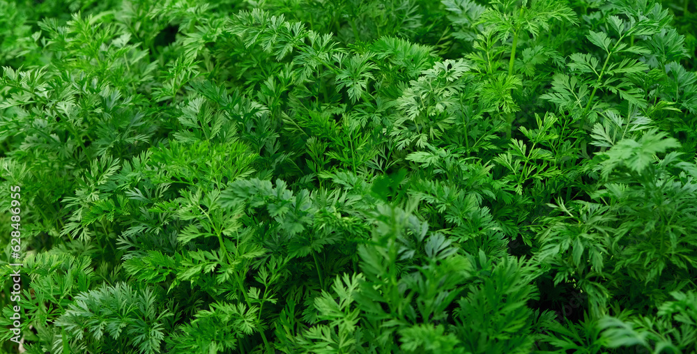 An agricultural field where a large number of carrots grow. Green carrot sprouts on the field for food. Organic food. An agricultural field where a large number of carrots grow. Green carrot sprouts on the field for food. Organic food.