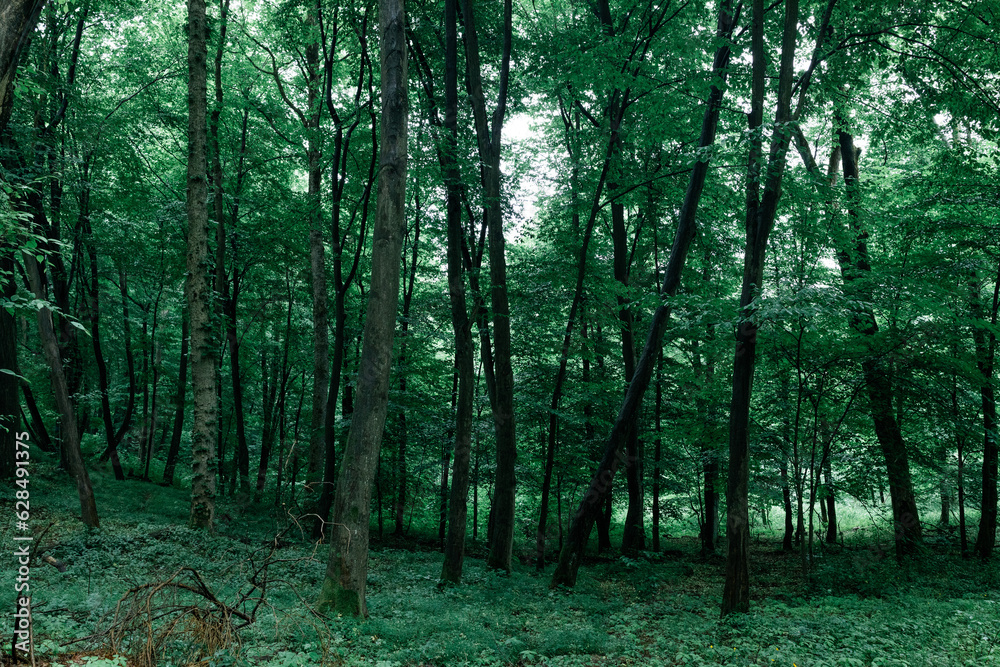 Magical fairytale forest. Coniferous forest covered of green moss. Mystic atmosphere. High quality photo Magical fairytale forest. Coniferous forest covered of green moss. Mystic atmosphere. High quality photo