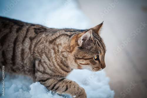 Side view and close-up view of a grey cat ready for hunting in the snow. A domestic cat is hunting in the snow. 