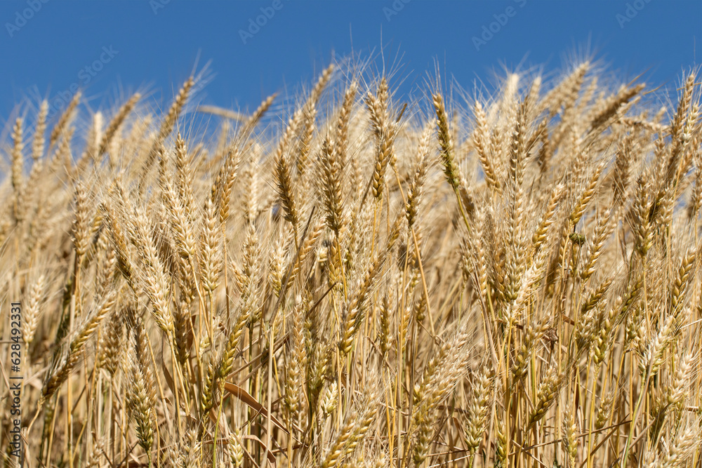 Ripen wheat ears in a wheat field before harvesting Ripen wheat ears in a wheat field before harvesting