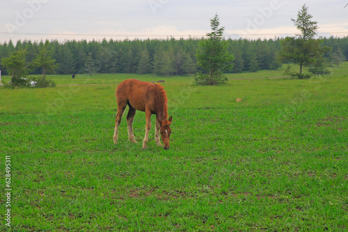 Horses grazing on a green forest meadow