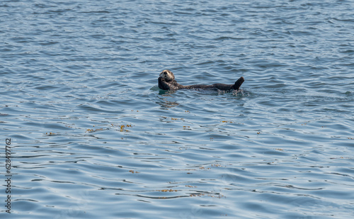 Sea Otter on the surface in Prince William Sound, Alaska, USA