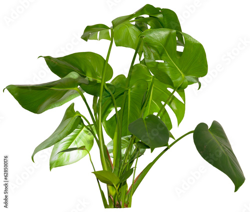 green leaves of Monstera deliciosa / Alocasia Wentii / Strelitzia Nicolai plant isolated on transparent background, png, image compositing footage, alpha channel, forest, nature, jungle, tropical photo