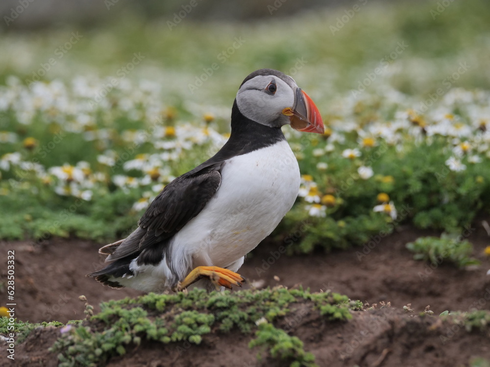 Naklejka premium An Atlantic puffin in natural environment