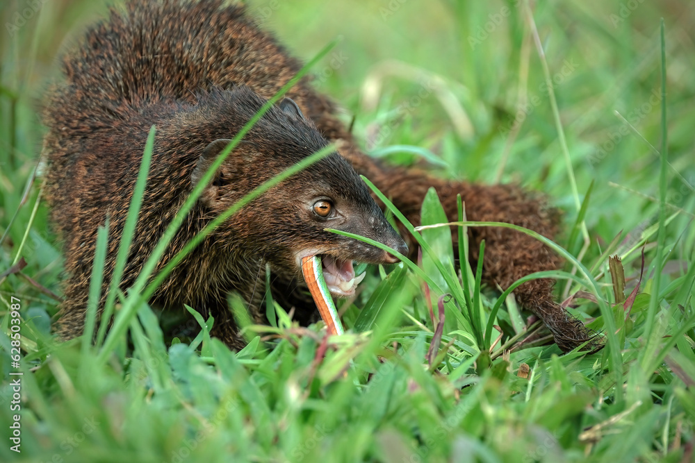 Mongoose with prey Mongoose with prey