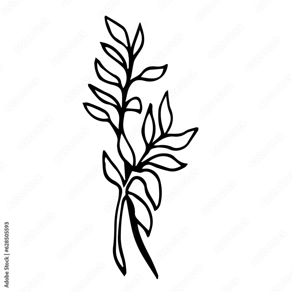 Botanical illustration of home plant zamioculcas zamiifolia. Hand drawn plant branch in doodle style. Can be used for wedding invitations, print Botanical illustration of home plant zamioculcas zamiifolia. Hand drawn plant branch in doodle style. Can be used for wedding invitations, print