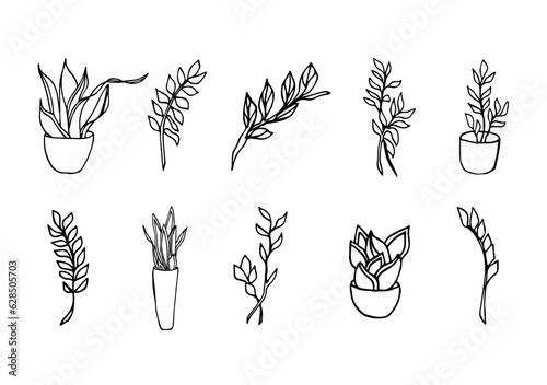 Set botanical illustrations of home plants Snake Plants and zz plants. Hand drawn herbal branches in doodle style. Illustrations of potted plants can be used for wedding invitations, print