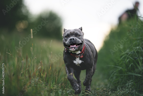 Dog bull terrier playing at green grass