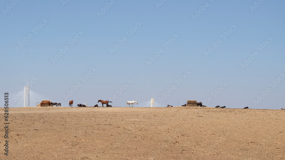 Andalusian horses and bulls sunbathing with thermoelectric power plant towers in the background.