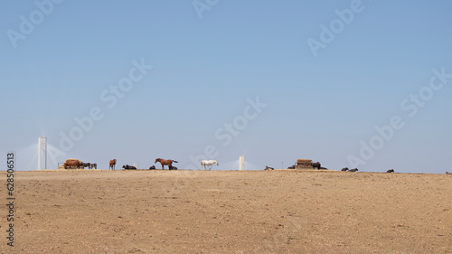 Andalusian horses and bulls sunbathing with thermoelectric power plant towers in the background.