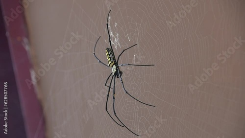 Giant Big spider sits on a web