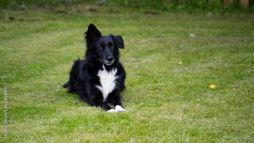 Hund liegt auf der Wiese Hund liegt auf der Wiese