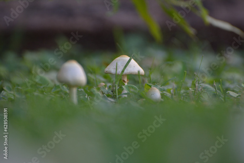 FUNGI, HONGOS, SETAS