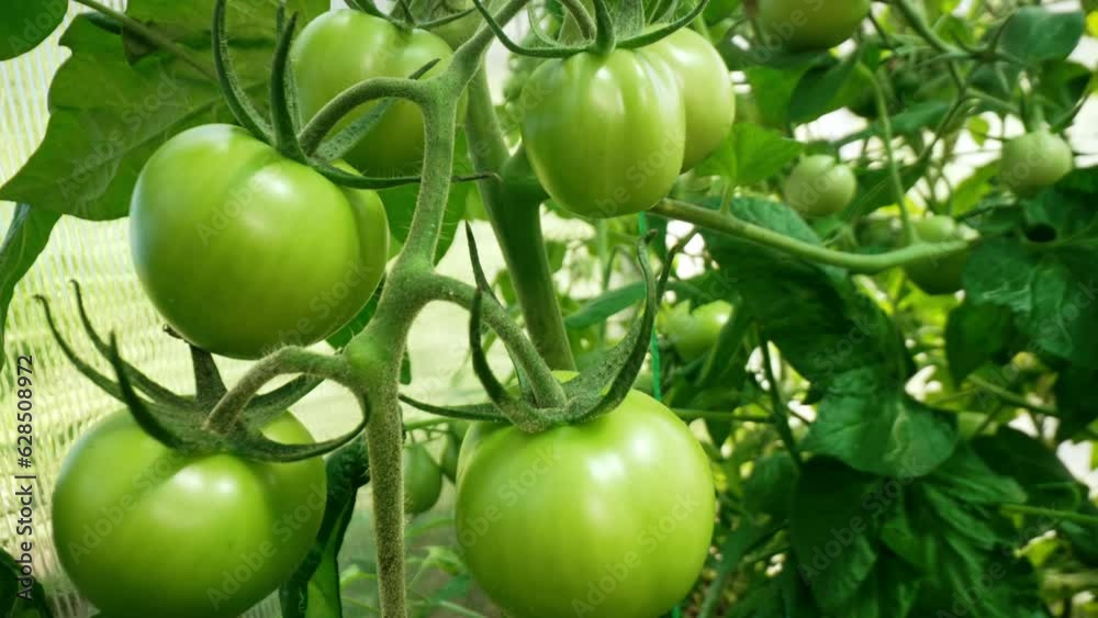 Cultivated tomato plants growing on branch in greenhouse interior. Harvest. Cultivated tomato plants growing on branch in greenhouse interior. Harvest.