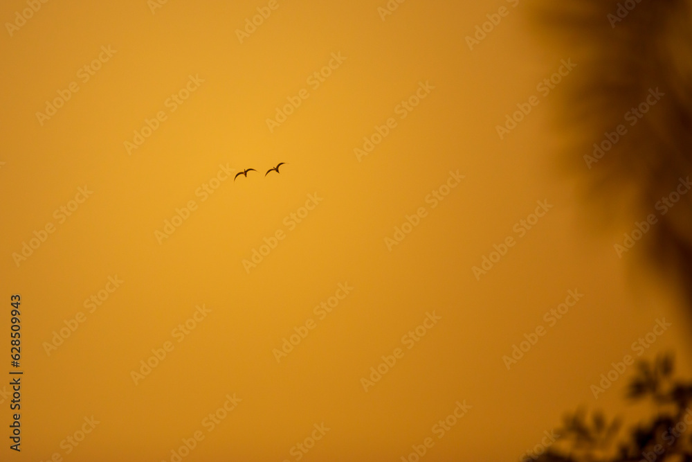 Two bird flying on the sky at evening or sunset time. Two bird flying on the sky at evening or sunset time.