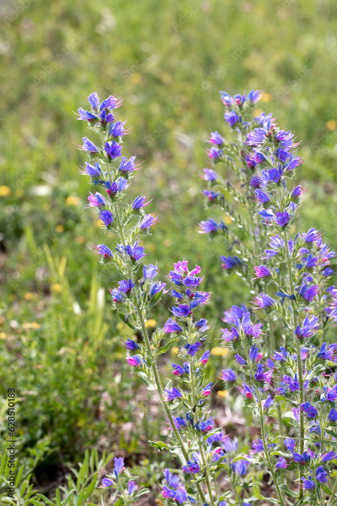 Blueweed plant in bloom in the meadow in summer, Echium vulgare, vertical photo, selective focus. Blueweed plant in bloom in the meadow in summer, Echium vulgare, vertical photo, selective focus.