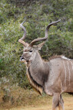 Kudu Bull, Pilanesberg National Park