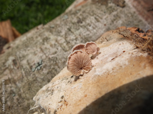 Mushroom Growing on Wood.