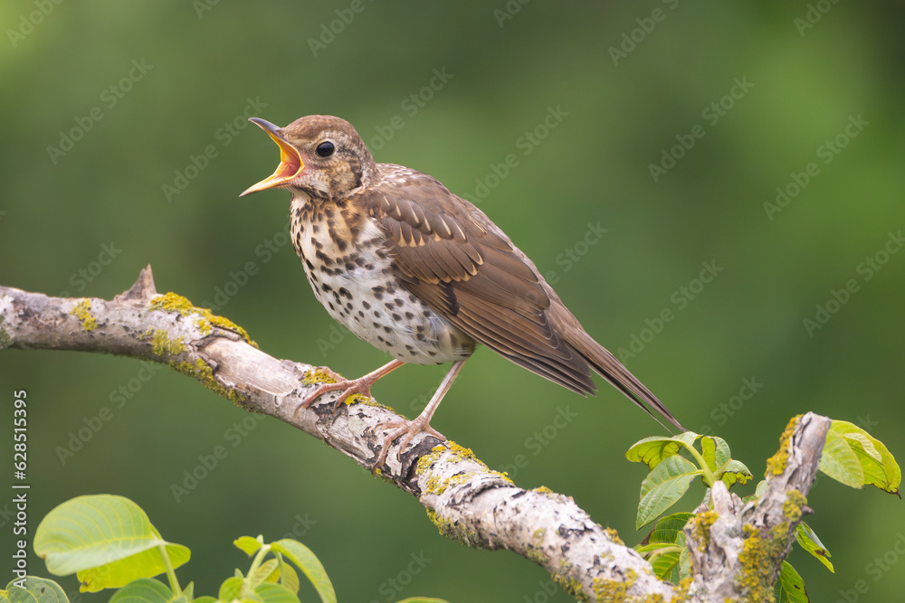 Singing song thrush - Turdus philomelos perched at green background. Photo from Ognyanovo in Dobruja, Bulgaria. Singing song thrush - Turdus philomelos perched at green background. Photo from Ognyanovo in Dobruja, Bulgaria.