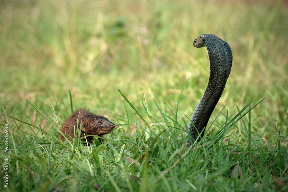 Fototapeta premium mongoose and cobra fighting