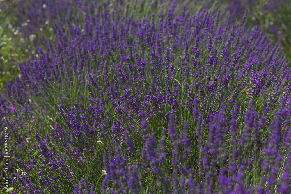 Obraz premium lavender field in region