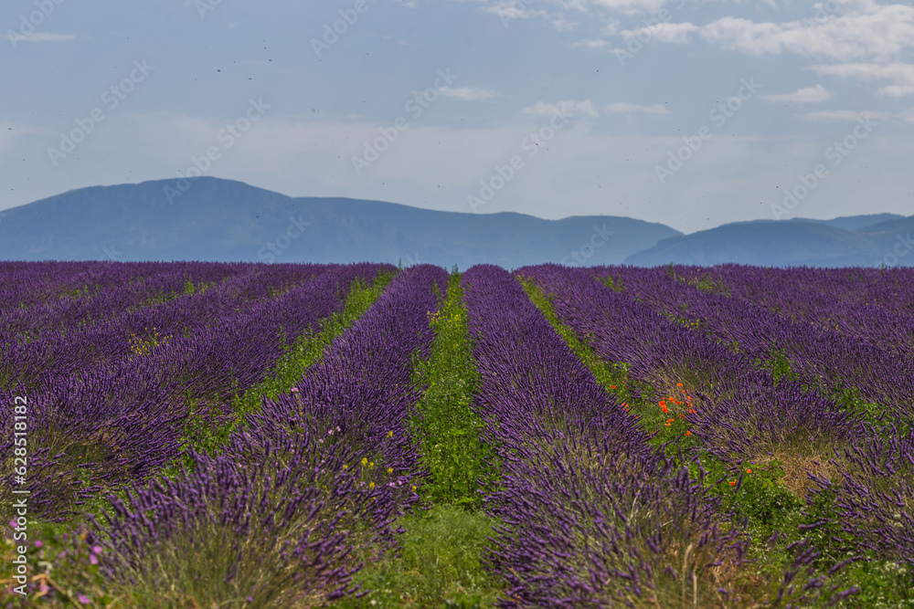 Fototapeta premium lavender field in region
