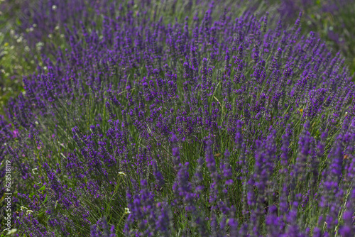 lavender field in region