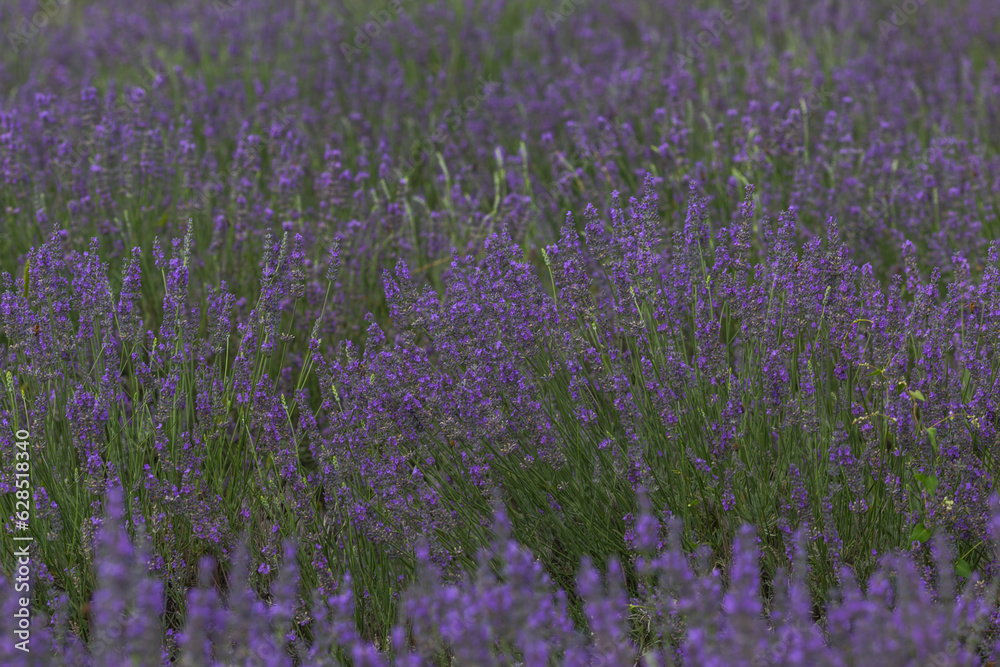 Fototapeta premium lavender field in region