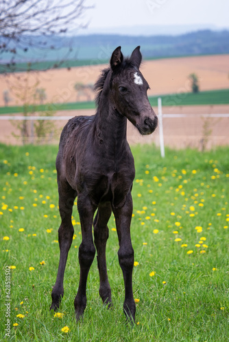 Black foal on spring blooming meadow © Lubos Chlubny