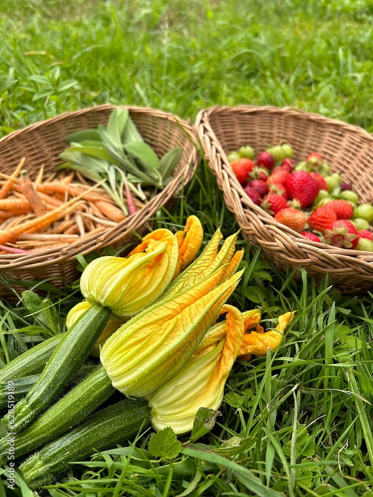 baskets with harvest from the garden, summer fruit and vegetable harvest, zucchini flowers, fruit basket, strawberries and gooseberries, young carrots, small courgettes