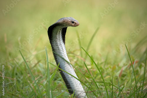 snake in the grass