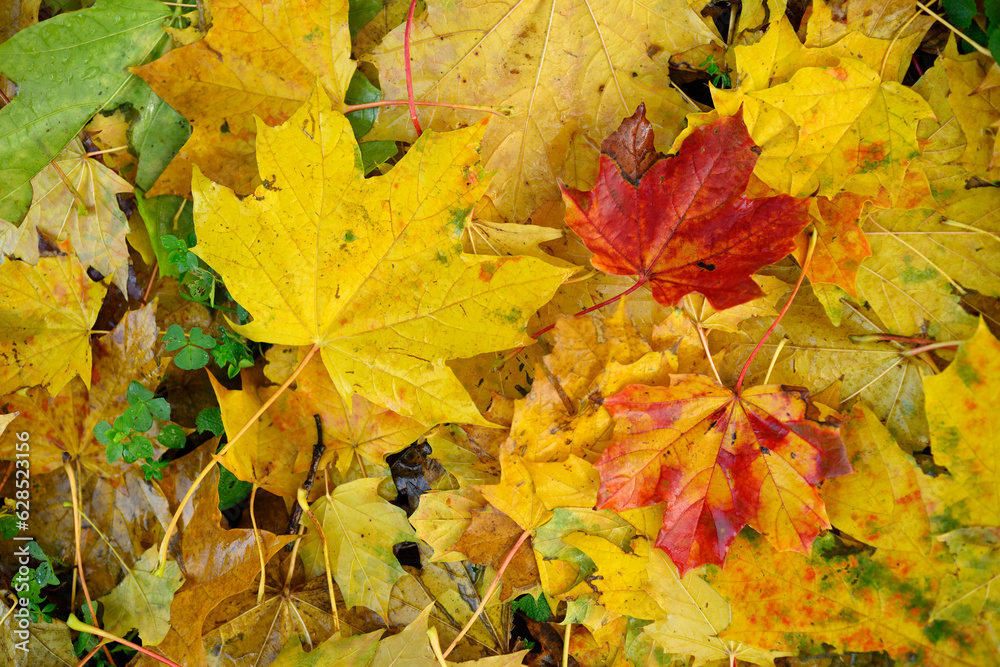 Obraz premium Vibrant leaves in Autumn Season on trees and carpeting the ground