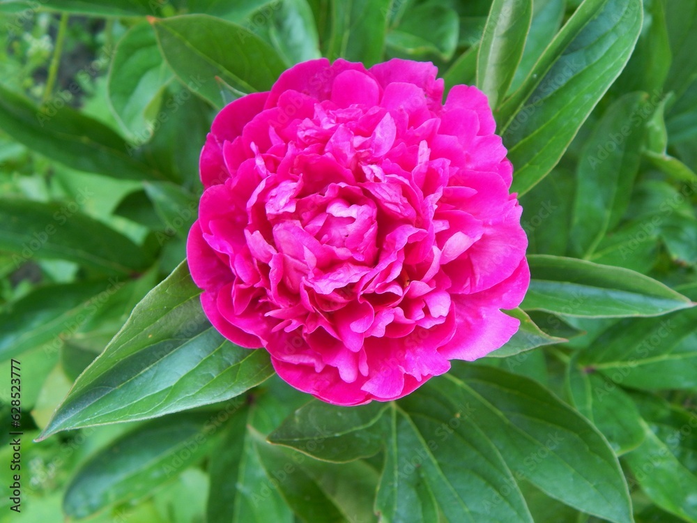 Pink peony. Beautiful flowers in the garden.