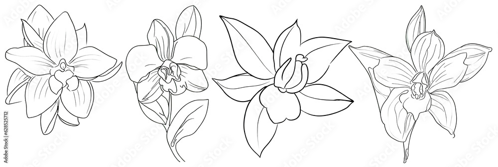 Orchid,in hand drawn style Orchid,in hand drawn style