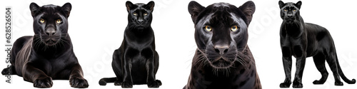 Collection of black panther (portrait, sitting, lying, standing), big cat animal bundle, isolated on white background as transparent PNG photo