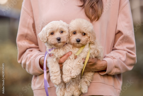 Adorable Maltese and Poodle mix Puppy or Maltipoo dog in woman`s hand. Autumn Fall season photo