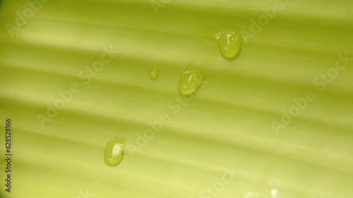 green banana leaf with its structure and texture with raindrops