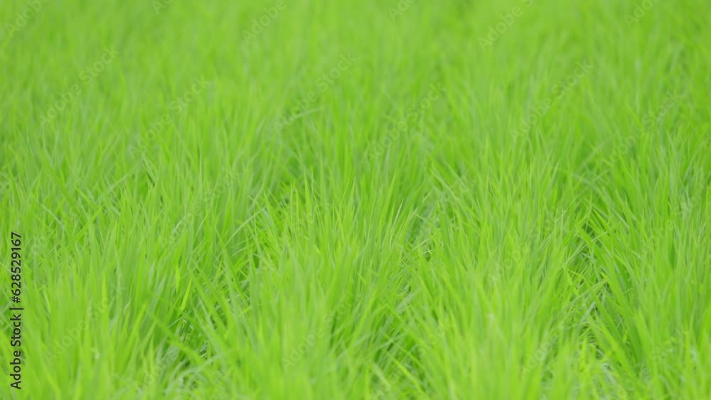 Rice swaying in the wind, rice fields in summer, agriculture Rice swaying in the wind, rice fields in summer, agriculture