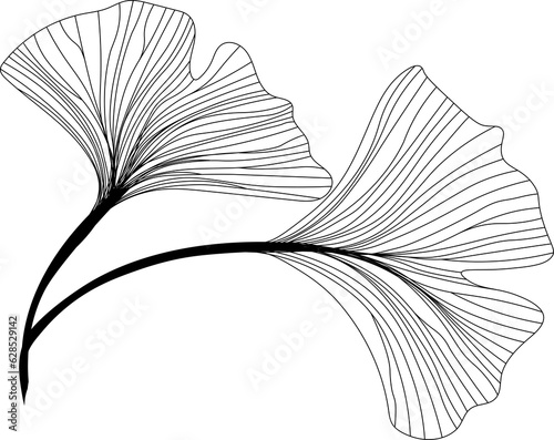 two leaves of ginkgo biloba linear drawing sketch, contour ginkgo line art