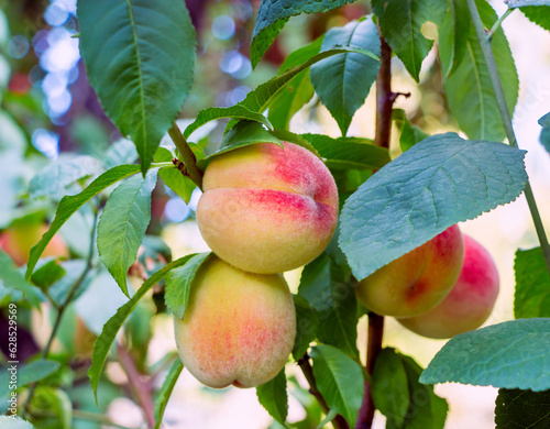 Ripe sweet peaches on the tree in the orchard Close up