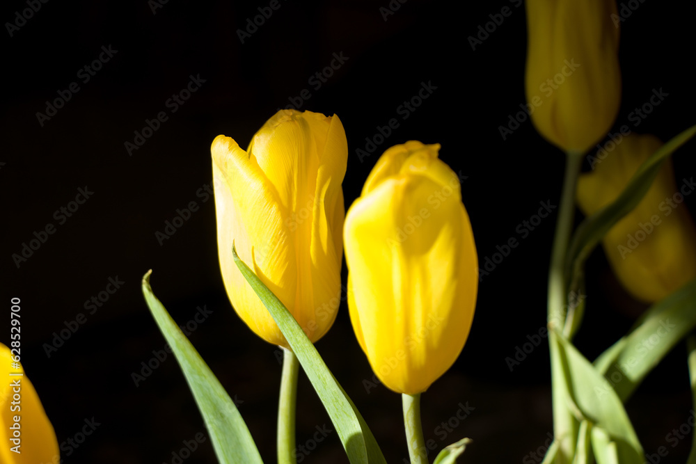 Tulips Tulips