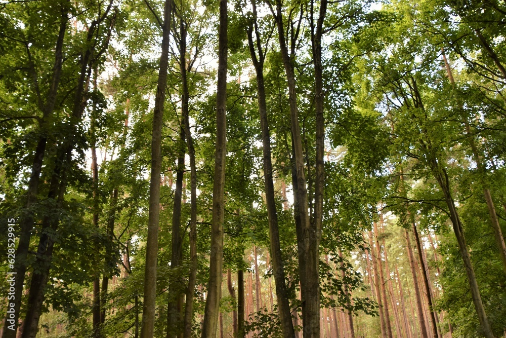 Obraz premium Trees in the Forest