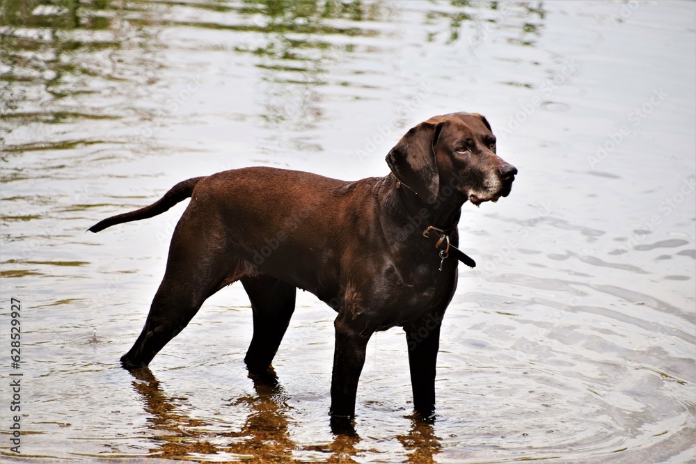 Brown Labrador in Water 