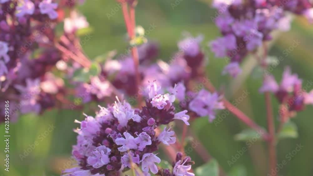 medical and spices herb marjoram\oregano blossom in field. macro footage medical and spices herb marjoram\oregano blossom in field. macro footage