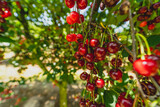 Cherry berries on tree branches.