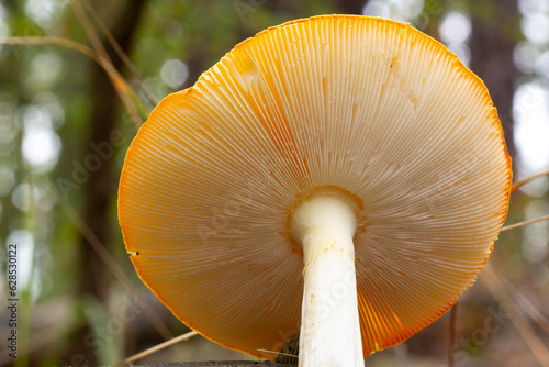 Hidden beauty under mushrooms head